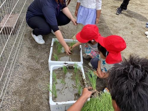 水戸市　かわわだナーサリー田植え体験中