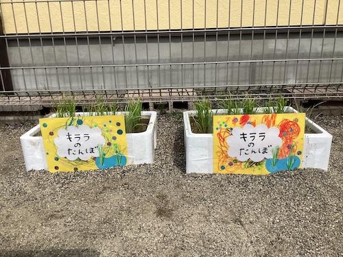 かわわだナーサリー田植え体験完了！
